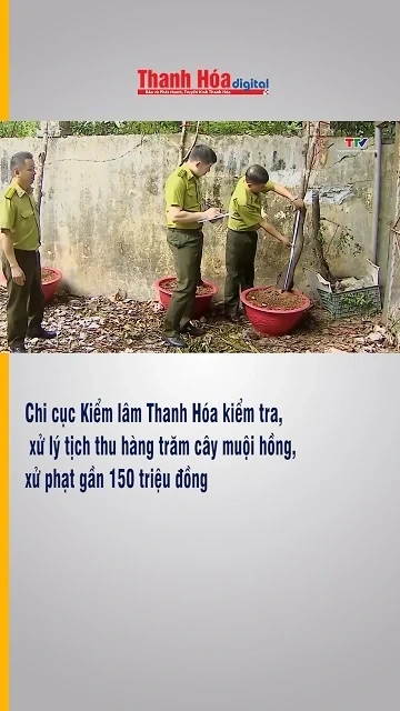 Chi cục Kiểm lâm Thanh Hóa kiểm tra, xử lý tịch thu hàng trăm cây muội hồng, xử phạt gần 150 triệu đ