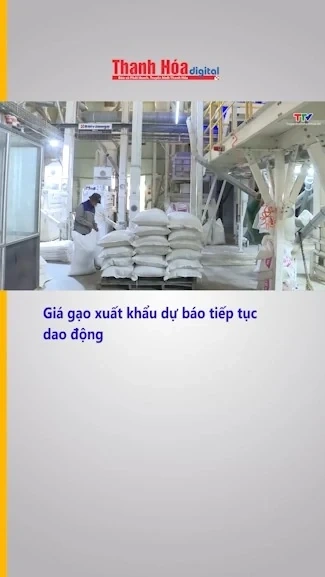Giá gạo xuất khẩu dự báo tiếp tục dao động