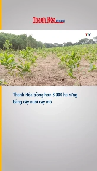 Thanh Hóa trồng hơn 8.000 ha rừng bằng cây nuôi cấy mô