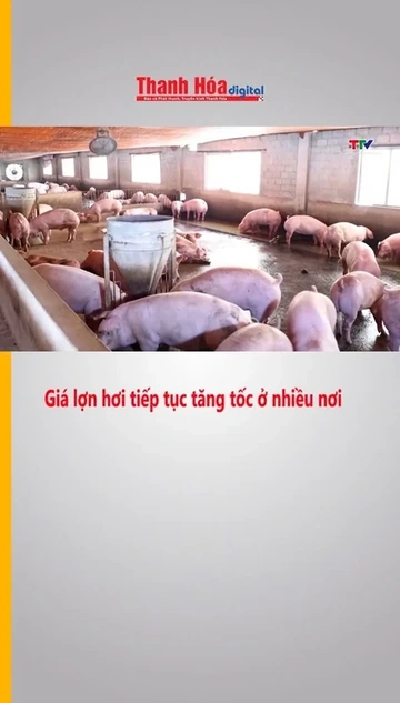 Giá lợn hơi tiếp tục tăng tốc ở nhiều nơi