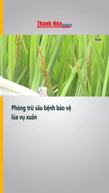 Phòng trừ sâu bệnh bảo vệ lúa vụ Xuân