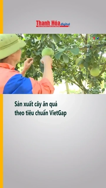 Sản xuất cây ăn quả theo tiêu chuẩn VietGap