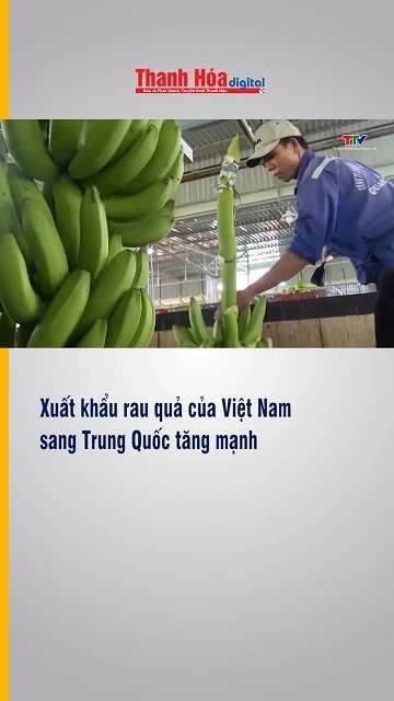 Xuất khẩu rau quả của Việt Nam sang Trung Quốc tăng mạnh