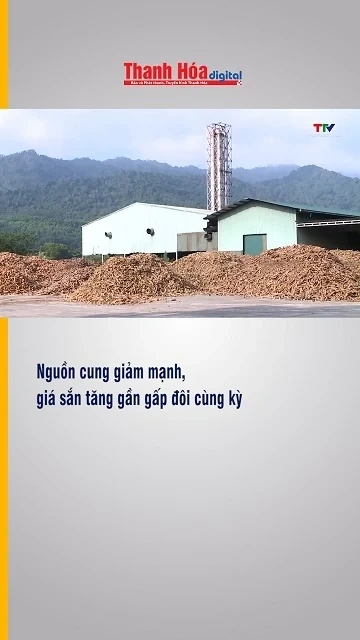 Nguồn cung giảm mạnh, giá sắn tăng gần gấp đôi cùng kỳ