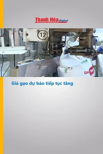 Giá gạo dự báo tiếp tục tăng