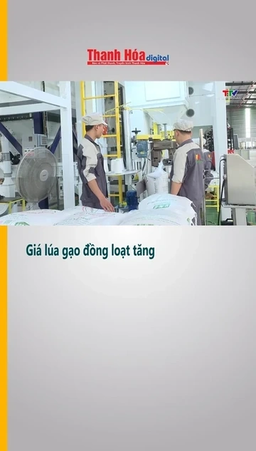 Giá lúa gạo đồng loạt tăng