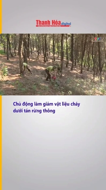 Chủ động làm giảm vật liệu cháy dưới tán rừng thông