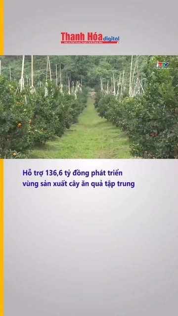 Hỗ trợ 136,6 tỷ đồng phát triển vùng sản xuất cây ăn quả tập trung