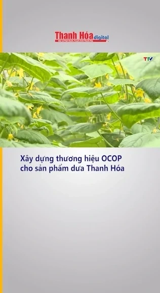 Xây dựng thương hiệu OCOP cho sản phẩm dưa Thanh Hóa