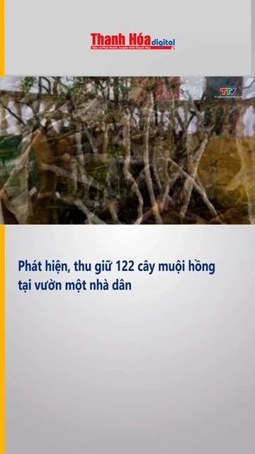 Phát hiện, thu giữ 122 cây muội hồng tại vườn một nhà dân