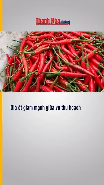 Giá ớt giảm mạnh giữa vụ thu hoạch