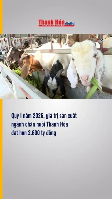 Quý I năm 2026, giá trị sản xuất ngành chăn nuôi Thanh Hóa đạt hơn 2.600 tỷ đồng