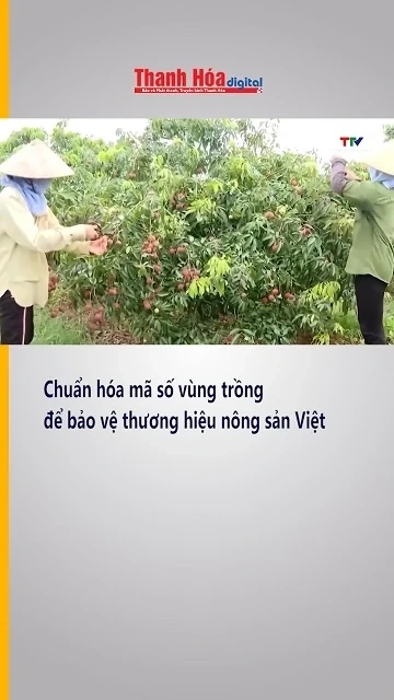 Chuẩn hóa mã số vùng trồng để bảo vệ thương hiệu nông sản Việt