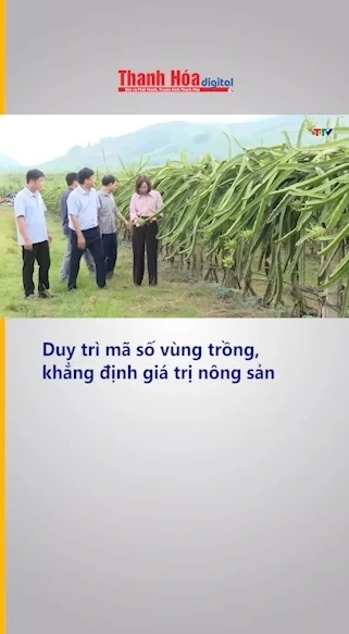 Duy trì mã số vùng trồng, khẳng định giá trị nông sản