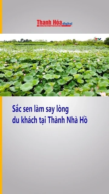 Sắc sen làm say lòng du khách tại Thành Nhà Hồ