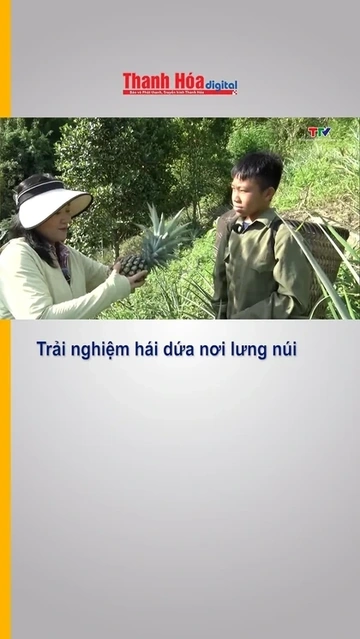 Trải nghiệm hái dứa nơi lưng núi