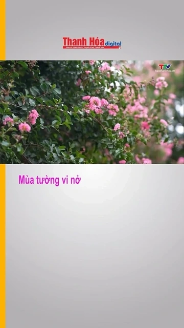 Mùa tường vi nở