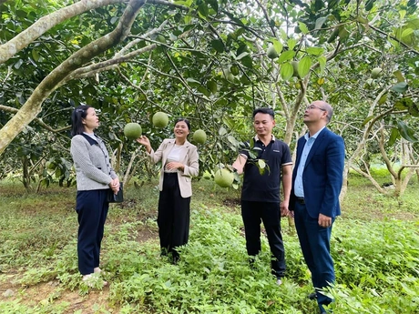 Xây dựng “thương hiệu” cho sản phẩm cây ăn quả