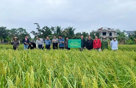 Hà Long nỗ lực “gắn sao” sản phẩm OCOP