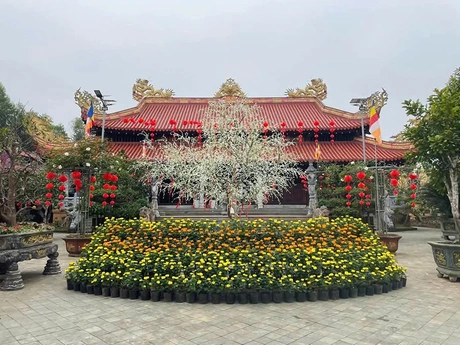 Chùa&nbsp; Mèo -&nbsp; điểm du lịch văn hóa tâm linh