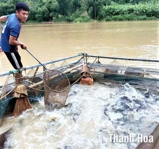 Nuôi cá lồng trên lòng hồ thủy điện Trung Xuân