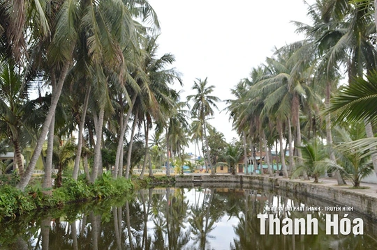 Tỏa bóng dừa xanh...