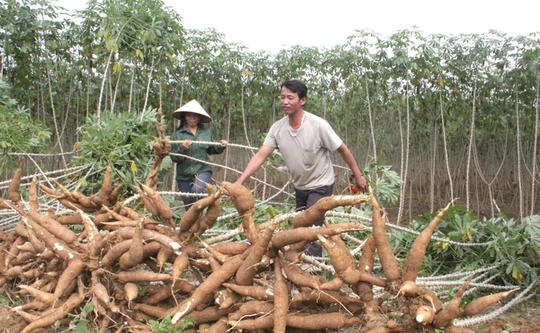 Phát triển chuỗi giá trị cây sắn theo hướng bền vững