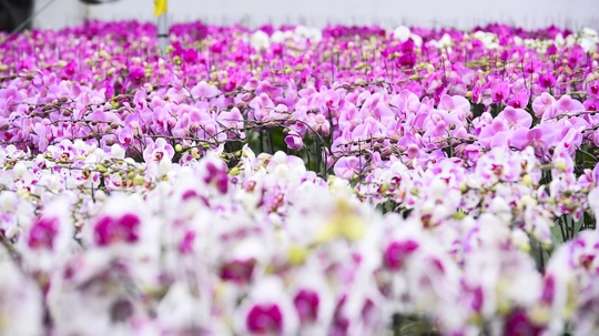 Vườn lan hồ điệp công nghệ cao hơn 3 vạn cây vào vụ Tết