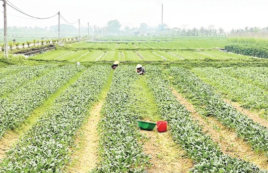 Vụ đông 2025-2026: Thắng lợi “kép”