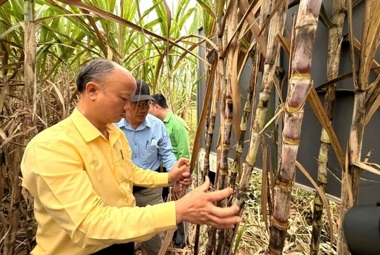 Mô hình trồng mía thâm canh tại xã Ngọc Trạo đạt hiệu quả cao