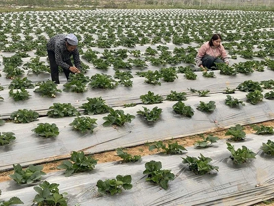 Bảo vệ cây trồng mùa nắng nóng