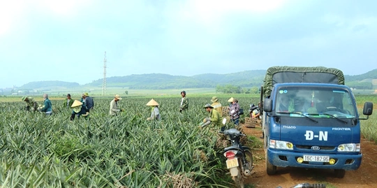 Nông dân Thanh Hóa được mùa dứa