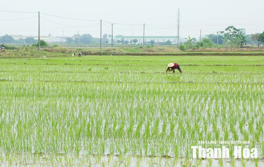 Xây dựng cánh đồng một giống lúa