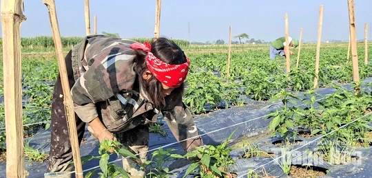 Nông dân khẩn trương khôi phục sản xuất sau mưa lũ