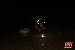 Nông dân Thanh Hóa chong đèn cấy lúa đêm