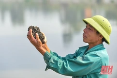 Nghề “săn” thức ăn cho tôm hùm