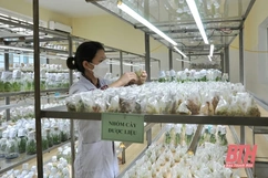 Hiệu quả từ việc ứng dụng, chuyển giao khoa học công nghệ tại Viện Nông nghiệp Thanh Hóa