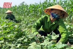 Phát triển chuỗi cung ứng thực phẩm an toàn