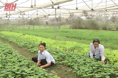Chủ động nguồn rau, quả an toàn cung ứng dịp Tết Nguyên đán