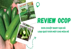 [REVIEW OCOP] Dưa chuột baby Vạn Hà - Loại quả tươi mát cho mùa hè