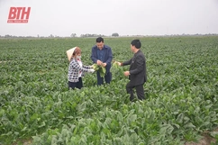 Hậu Lộc nâng cao hiệu quả kinh tế trong sản xuất vụ đông