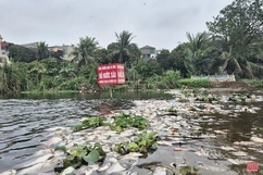 Cá chết la liệt trên suối Cổ Đam thị xã Bỉm Sơn 