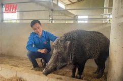 Làm giàu trên đất quê hương
