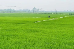 Xanh lại đồng hoang