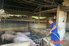 Bảo đảm an toàn cho đàn vật nuôi mùa nắng nóng