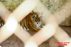 Bất cập tại trại nuôi nhốt hổ ở Xuân Tín