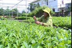 Bảo tồn, phát triển giống cây trồng nguồn gốc bản địa