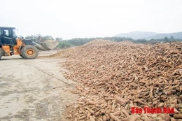 Khắc phục khó khăn, đẩy mạnh thu mua và chế biến sắn nguyên liệu phục vụ xuất khẩu