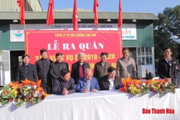 Công ty CP Mía đường Lam Sơn ra quân sản xuất vụ ép 2019-2020