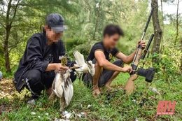 Thanh Hóa ngăn chặn tình trạng “tận diệt” chim trời